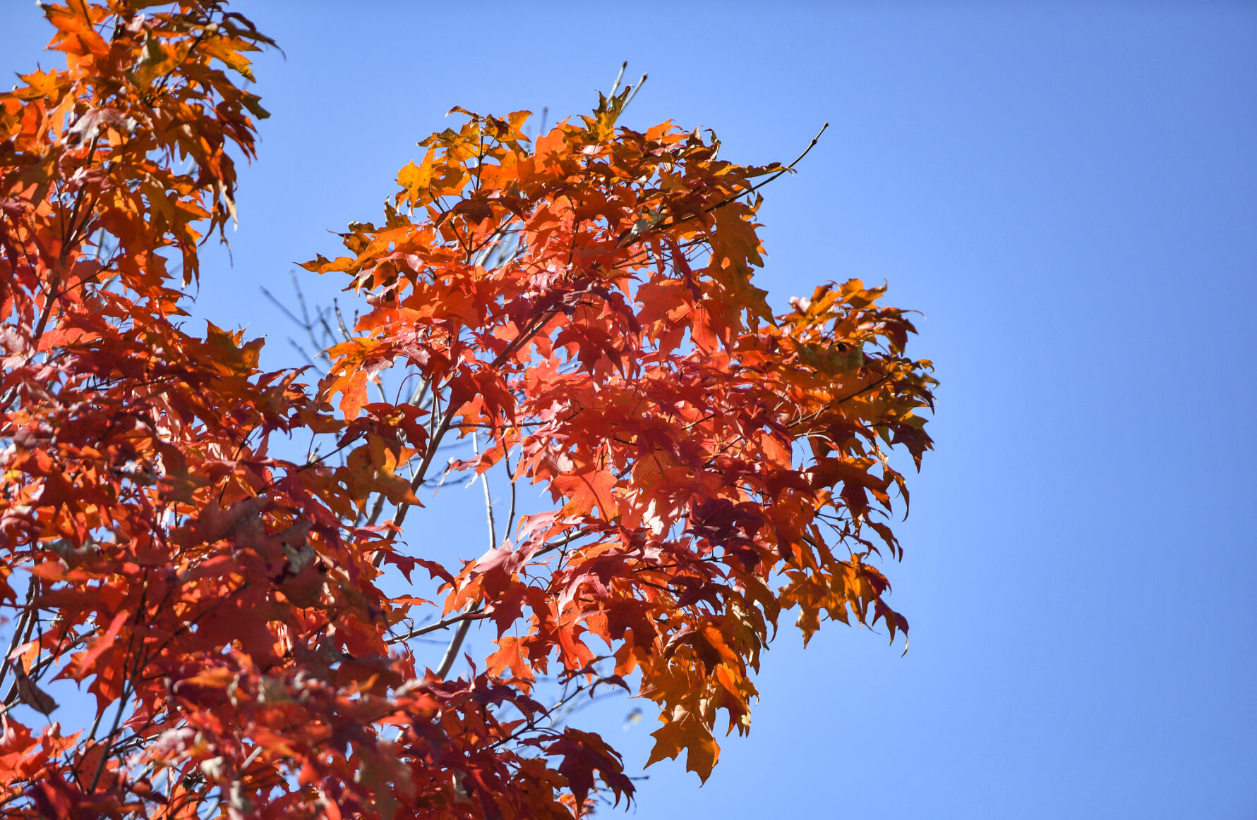 100820-qc-nws-fallcolor-003